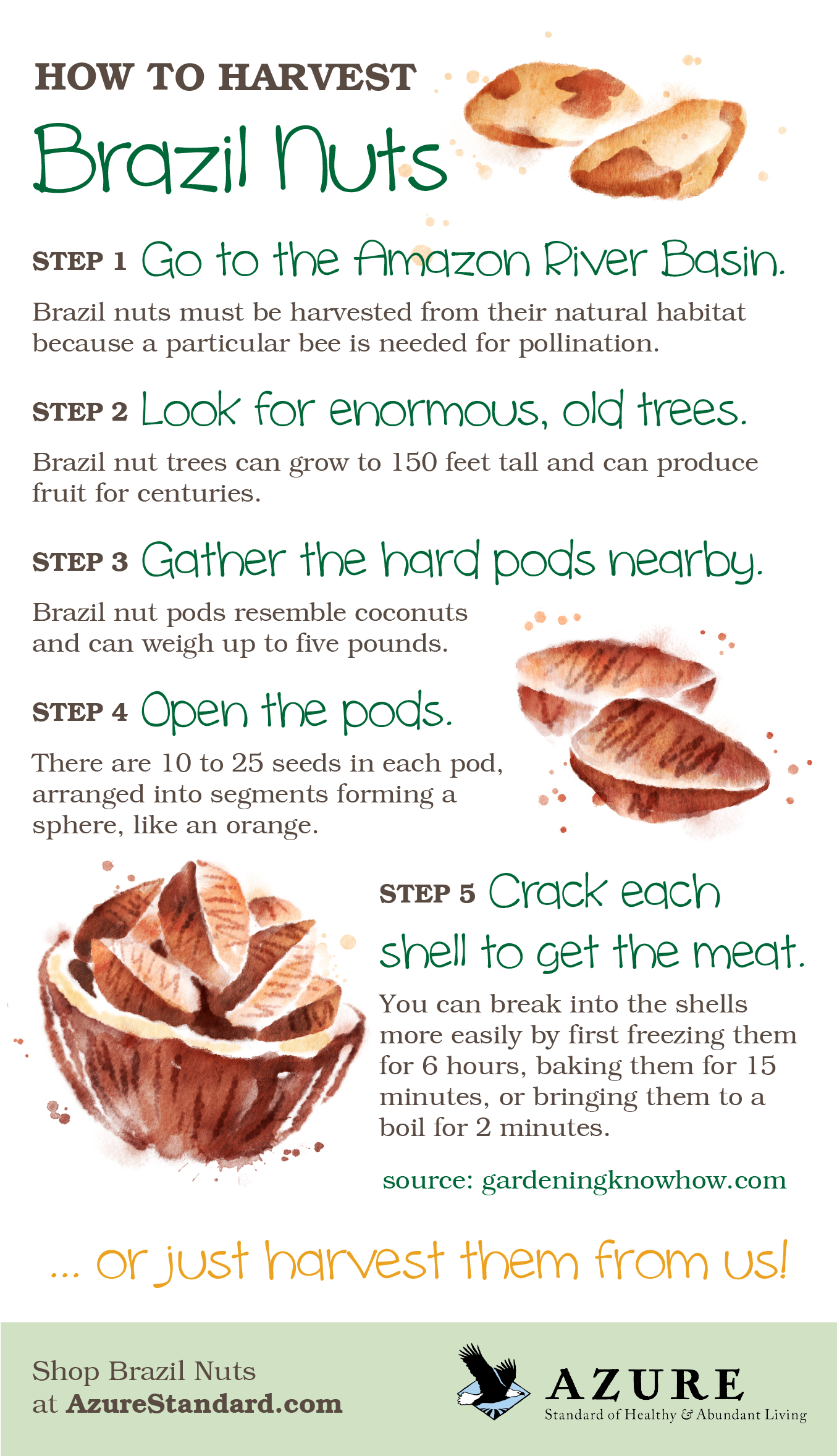 Brazil Nuts Selenium Packed Superfood Azure Standard