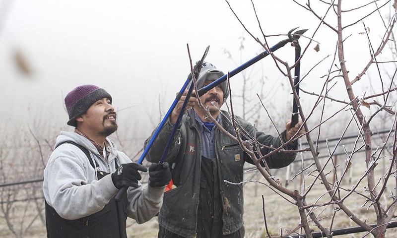 Azure's Orchard Master: Eddie Crippen & the Fruit Orchards - Azure
