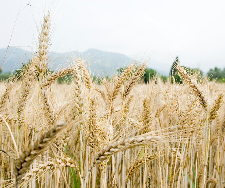 search-results-for-azure-pipeline-location-azure-standard