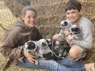 Alisandra and Peter play with a litter of puppies