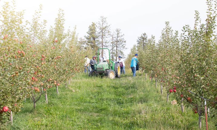 Azure Market Produce Apples, Granny Smith, Organic - Azure Standard