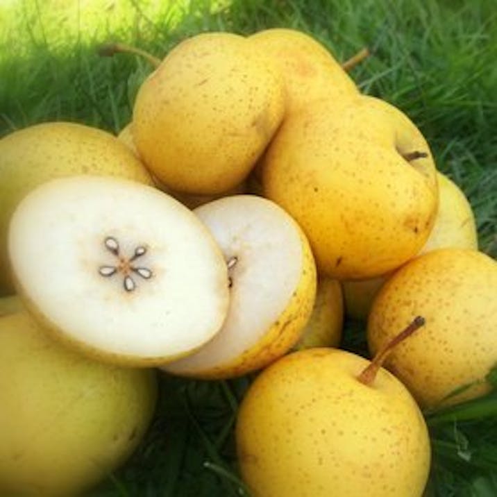 Woods Foodservice - Comice Pears, known as the sweetest pear variety, are  mellow and earthy in flavour. Available in the Winter months, these pears  are aromatic and succulent with short necks, thick