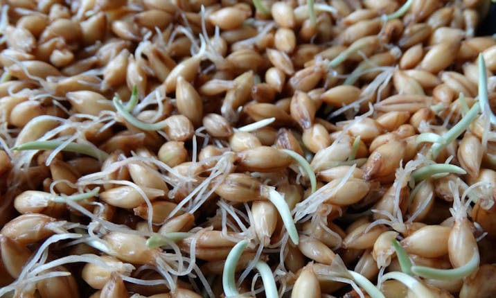 How to Grow Sprouts or Fodder for Animal Feed - Azure Standard