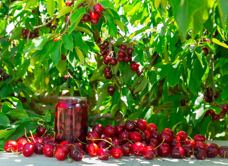 canning cherries