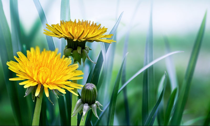 Dandy Blend An Herbal Coffee Substitute that's CaffeineFree Azure