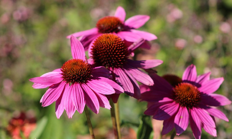 Natural Remedies vs. Antibiotics The Story of Convenience Azure Standard