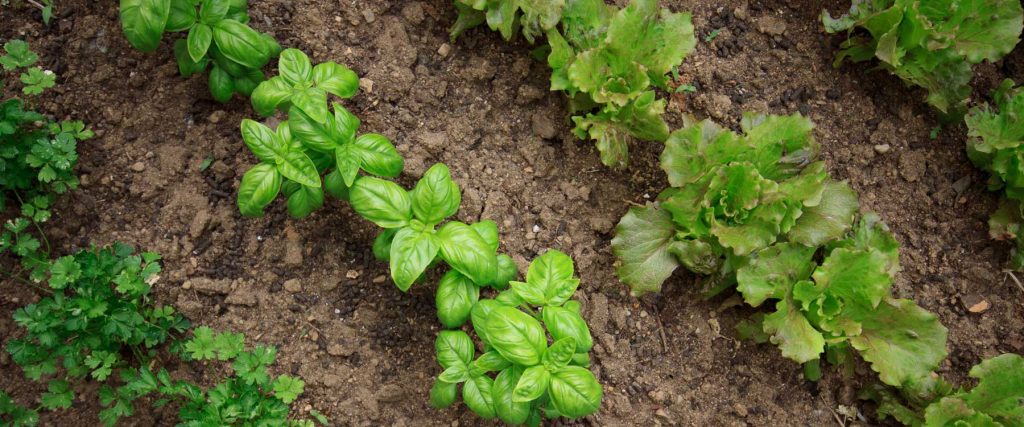Young parsley, basil, and lettuce plants