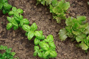 Young parsley, basil, and lettuce plants