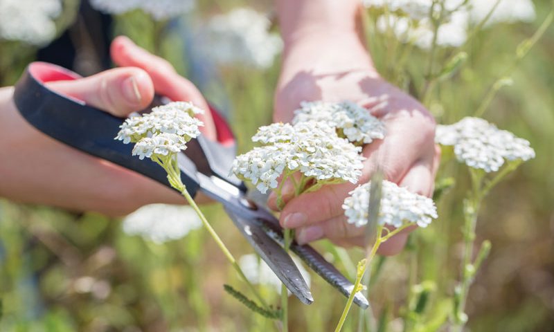 How to Make Yarrow Tea & Other Yarrow Home Remedies - Azure Standard