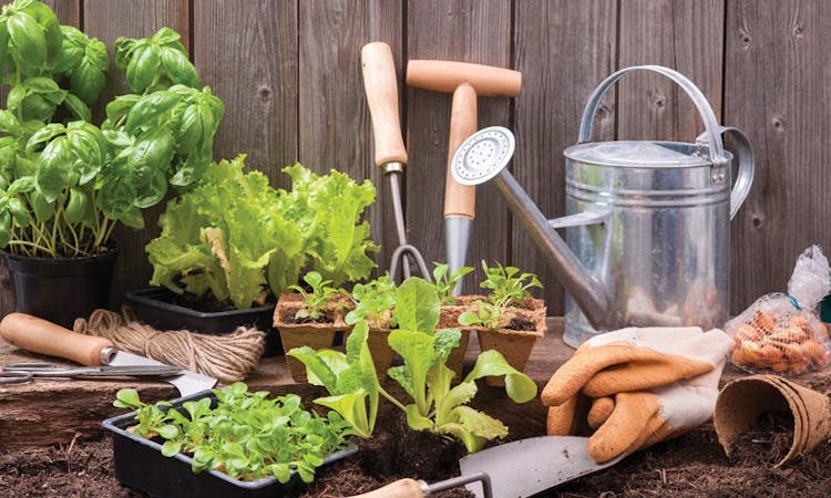 Home Gardening Tips