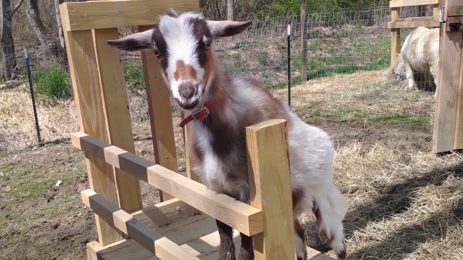 My Favorite Five - by Heather H., Customer and Homesteader - Azure Standard