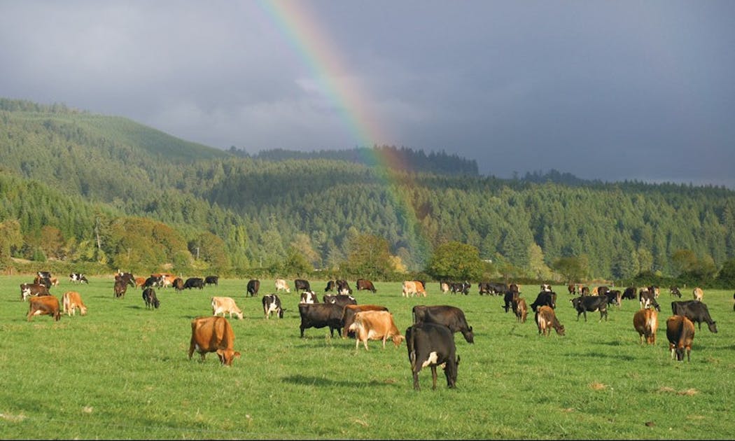 GrassFed Animals Result in Good Fats and Quality Protein Azure Standard