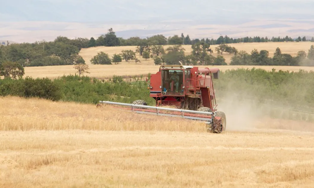 Organic Heirloom Wheat is Grown and Milled at Azure Farm Azure Standard