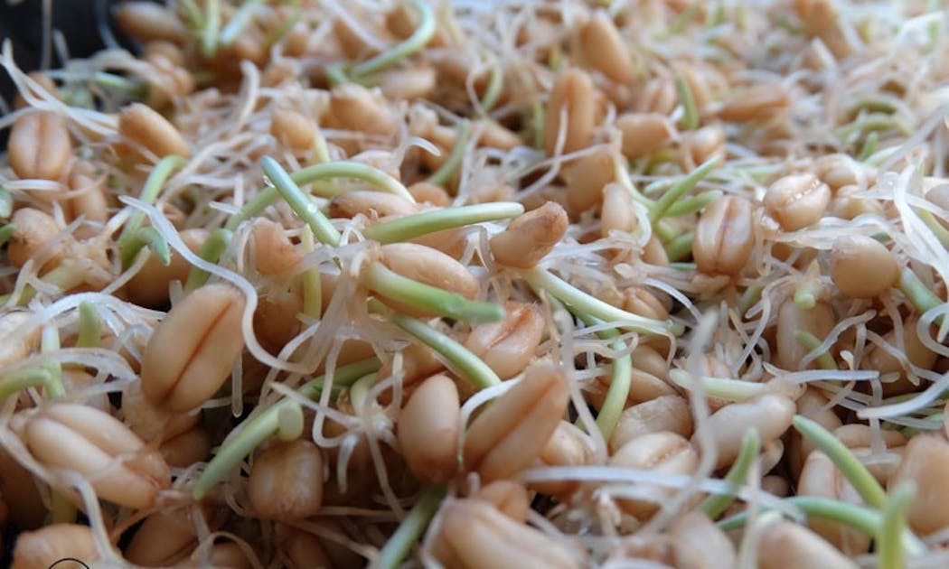 How to Grow Sprouts or Fodder for Animal Feed - Azure Standard