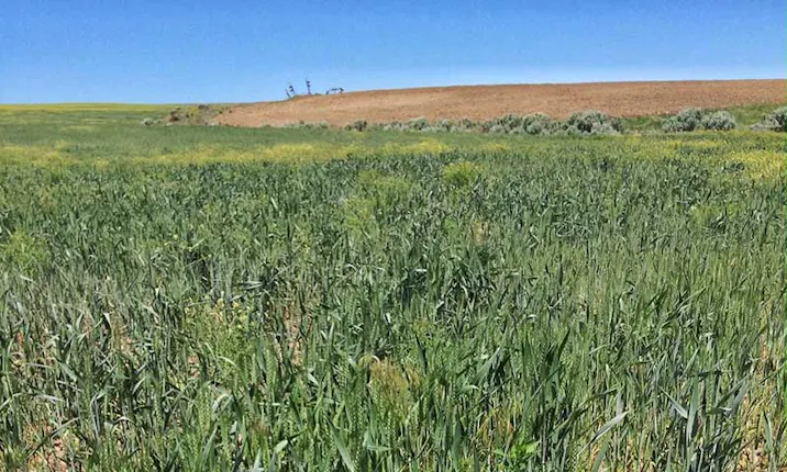 Weed Rips Ripping Weeds at Azure Farm Moro: June 6, 2017 - Azure Standard