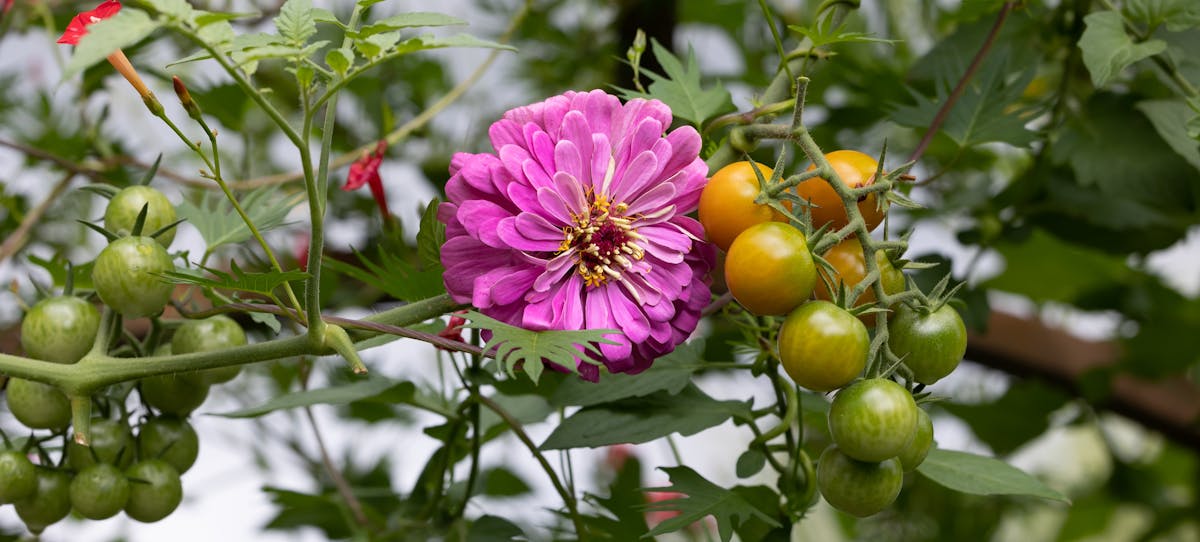 COMPANION PLANTING: The Secret Relationships That Can Improve Your Garden - Azure Standard