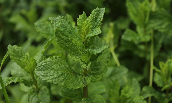 How I Honorably Harvest and Enjoy Stinging Nettle – Wild Montana