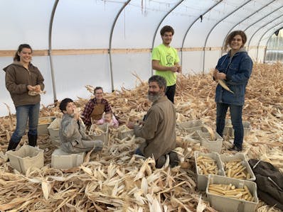 The Nathan Stelzer Family shucks corn in a hoop house together