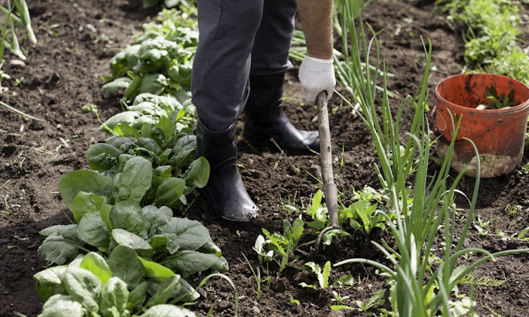Composting Tips How To Keep Green Brown Ratios Balanced Azure Standard