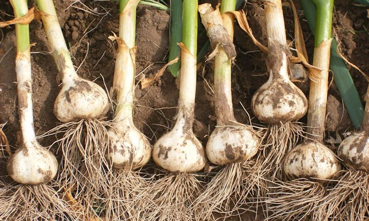 https://azurestandard.imgix.net/cms/organic-garlic-bair-organics-e1474577291424.jpg?auto=format,compress&crop=faces,edges&w=750&ar=16:9&fit=crop