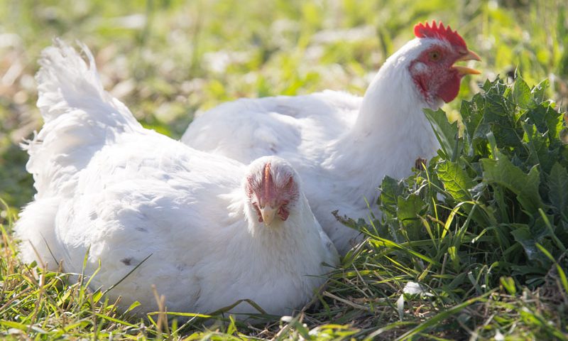 Introducing PastureRaised Chicken from Azure Husbandry Azure Standard