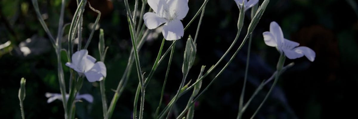 White flowers on branching vegetation