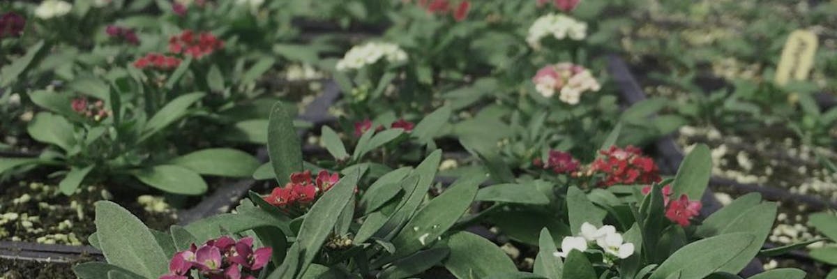 Flowers on plants with thick green leaves in flats