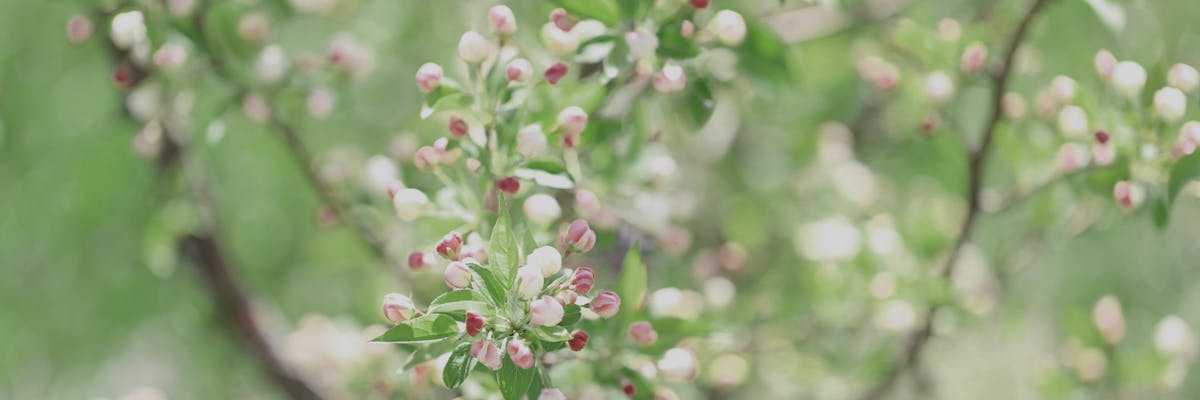 Fruit tree blossoms with blurry background