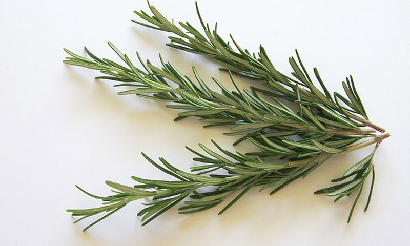 Oregon's Wild Harvest: Fresh Whole Leaf Rosemary for Your Table
