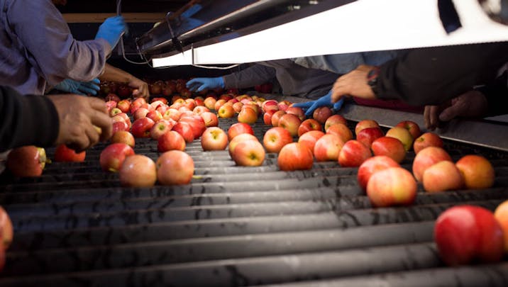 Azure Market Produce Apples, Granny Smith, Organic - Azure Standard