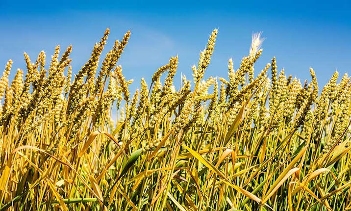 There's More To Spelt Grain Than You Might Think - Azure Standard