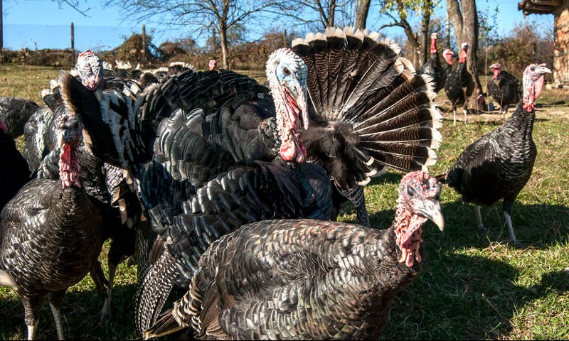 Organic vs. Conventional Turkeys and How to Cook a Turkey - Azure Standard