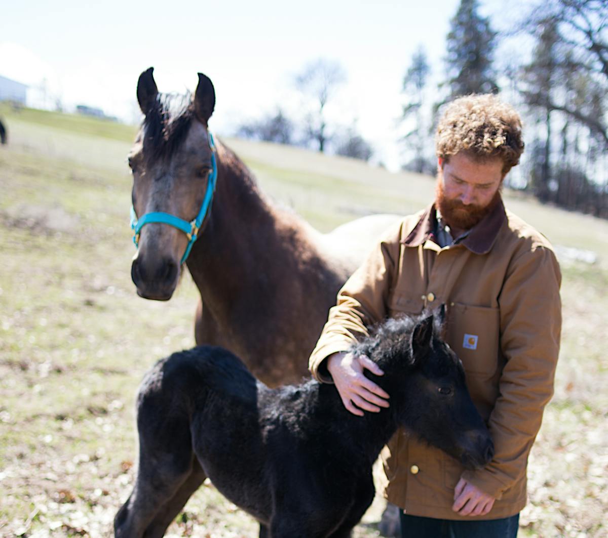 Zech with Horses Azure Standard 2023